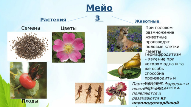 Мейоз Растения  Животные  При половом размножение животные производят половые клетки - гаметы Семена Цветы Гермафродитизм – явление при котором одна и та же особь способна производить и мужские и женские клетки. Партеногенез - зародыш и новый организм появляются и развиваются  из неоплодотворённой яйцеклетки  матери. Плоды 