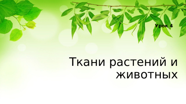 Урок 4 Ткани растений и животных 