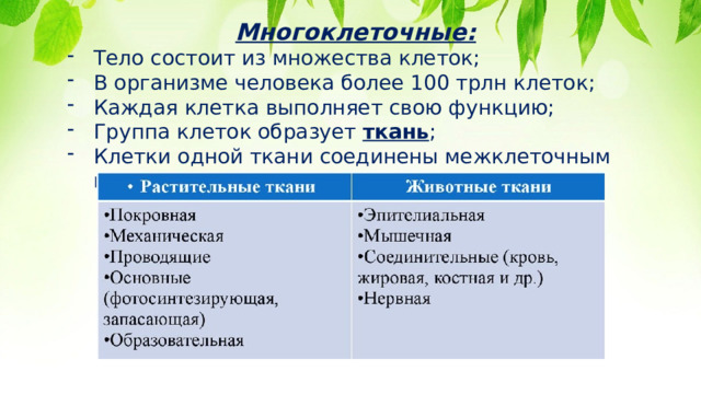Многоклеточные: Тело состоит из множества клеток; В организме человека более 100 трлн клеток; Каждая клетка выполняет свою функцию; Группа клеток образует ткань ; Клетки одной ткани соединены межклеточным веществом. 