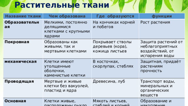 Растительные ткани Название ткани Чем образована Образовательная Где образуются Мелкими, постоянно делящимися клетками с крупными ядрами Покровная механическая функции На кончиках корней и побегов  Образованы как живыми, так и мертвыми клетками Проводящая Клетки имеют утолщенные оболочки, каменистые клетки Покрывает стволы деревьев (кора), кожица листьев Рост растения Защита растений от неблагоприятных воздействий, от испарения воды В косточках, скорлупах, стеблях  Мертвые и живые клетки без вакуолей, пластид и ядра Основная Защитная, придаёт растениям прочность Древесина, луб Клетки живые, расположены рыхло, есть вакуоли Транспорт воды, минеральных и органических веществ Мякоть листьев, стеблей и корней Образование и накопление питательных веществ 