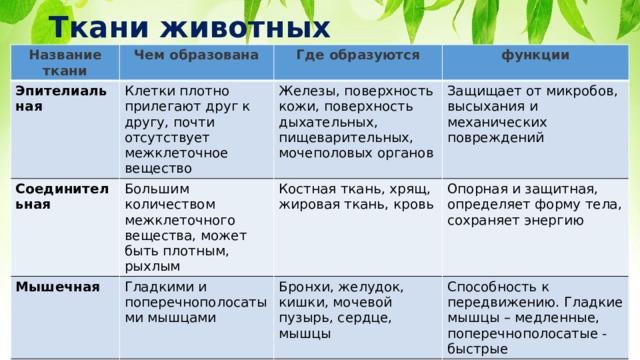 Ткани животных Название ткани Чем образована Эпителиальная Соединительная Где образуются Клетки плотно прилегают друг к другу, почти отсутствует межклеточное вещество Мышечная Большим количеством межклеточного вещества, может быть плотным, рыхлым  Железы, поверхность кожи, поверхность дыхательных, пищеварительных, мочеполовых органов функции Защищает от микробов, высыхания и механических повреждений Костная ткань, хрящ, жировая ткань, кровь Гладкими и поперечнополосатыми мышцами Нервная Опорная и защитная, определяет форму тела, сохраняет энергию Бронхи, желудок, кишки, мочевой пузырь, сердце, мышцы  Нервными клетками Способность к передвижению. Гладкие мышцы – медленные, поперечнополосатые - быстрые Нервная ткань, пронизывающая весь организм Восприятие, передача, переработка, хранение информации. Возбудимость и проводимость 