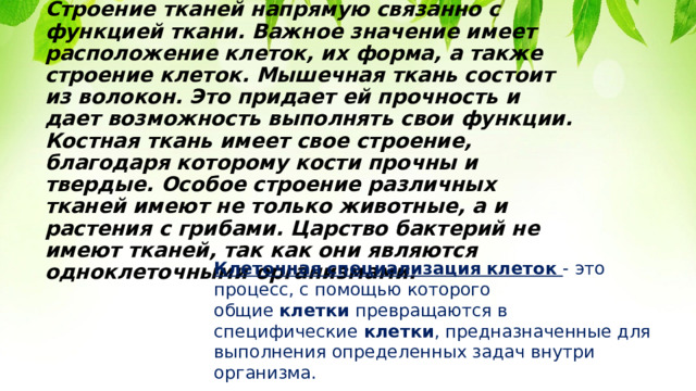 Строение тканей напрямую связанно с функцией ткани. Важное значение имеет расположение клеток, их форма, а также строение клеток. Мышечная ткань состоит из волокон. Это придает ей прочность и дает возможность выполнять свои функции. Костная ткань имеет свое строение, благодаря которому кости прочны и твердые. Особое строение различных тканей имеют не только животные, а и растения с грибами. Царство бактерий не имеют тканей, так как они являются одноклеточными организмами.  Клеточная   специализация   клеток - это процесс, с помощью которого общие  клетки  превращаются в специфические  клетки , предназначенные для выполнения определенных задач внутри организма. 