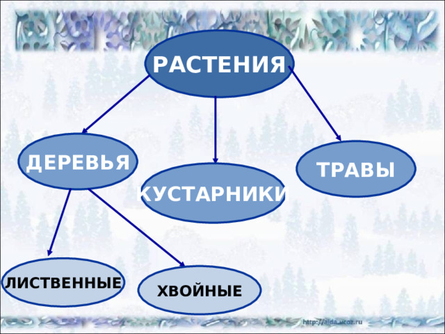 РАСТЕНИЯ ДЕРЕВЬЯ ТРАВЫ КУСТАРНИКИ ЛИСТВЕННЫЕ ХВОЙНЫЕ 
