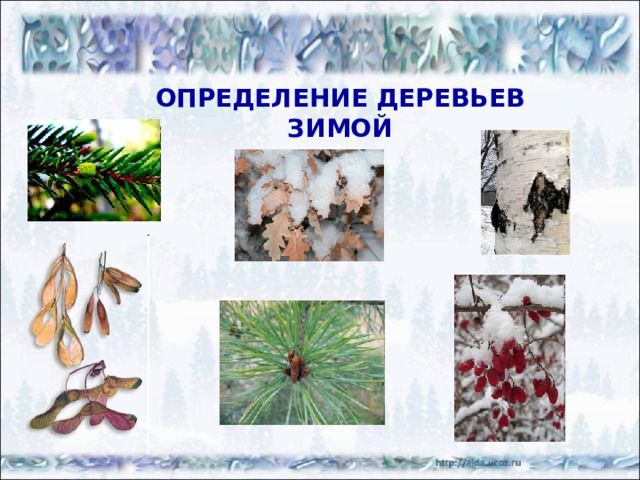 ХВОЙНЫЕ ДЕРЕВЬЯ http://www.exaly.ru/displayimage.php? - ель http://www.marshruty.ru/Photos/Photos.aspx?TravelID=d460c79f-0691-408e-8cff-15e1d0579618 - сосна КЕДР ЕЛЬ СОСНА 