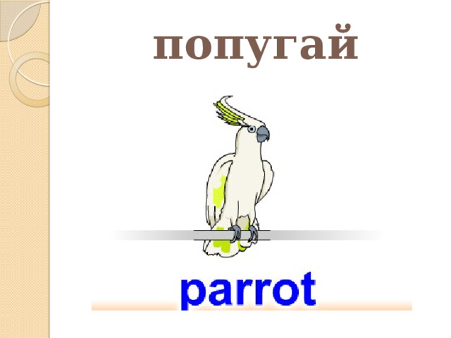попугай 