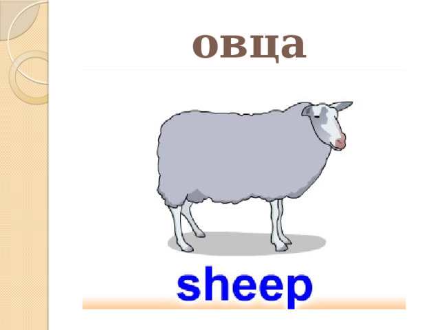 овца 