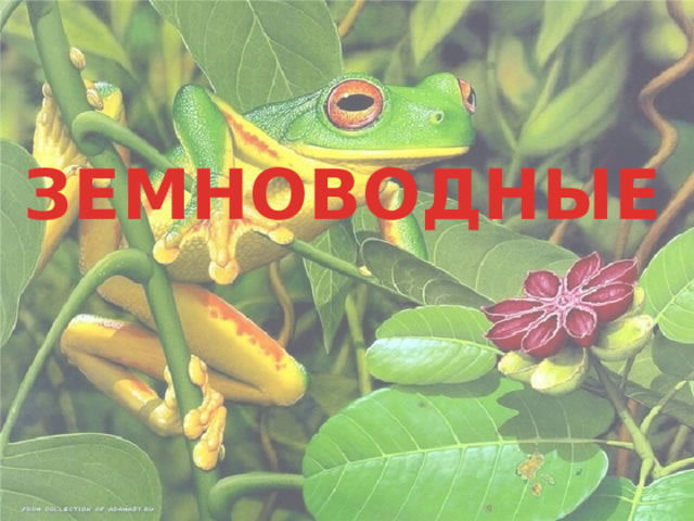 ЗЕМНОВОДНЫЕ 
