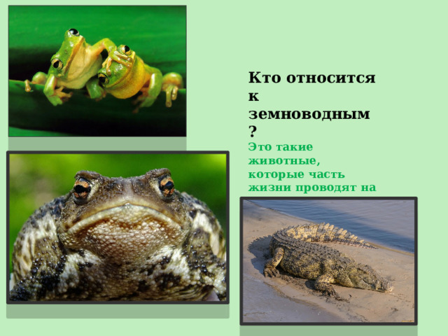 Кто относится к земноводным? Это такие животные, которые часть жизни проводят на суше, а часть - в воде:  лягушки, жабы, крокодилы. 