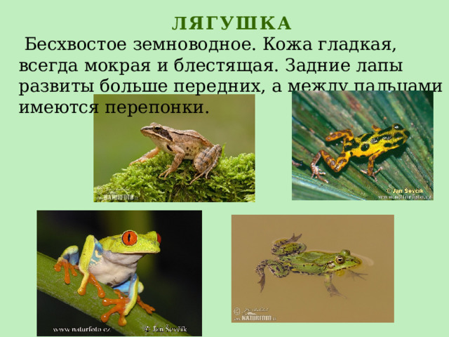 ЛЯГУШКА  Бесхвостое земноводное. Кожа гладкая, всегда мокрая и блестящая. Задние лапы развиты больше передних, а между пальцами имеются перепонки. 