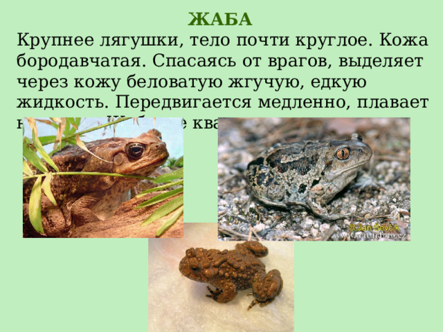 ЖАБА Крупнее лягушки, тело почти круглое. Кожа бородавчатая. Спасаясь от врагов, выделяет через кожу беловатую жгучую, едкую жидкость. Передвигается медленно, плавает неважно. Жабы не квакают. 