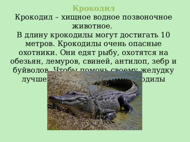 Крокодил Крокодил – хищное водное позвоночное животное. В длину крокодилы могут достигать 10 метров. Крокодилы очень опасные охотники. Они едят рыбу, охотятся на обезьян, лемуров, свиней, антилоп, зебр и буйволов. Чтобы помочь своему желудку лучше переваривать еду, крокодилы глотают камни. 