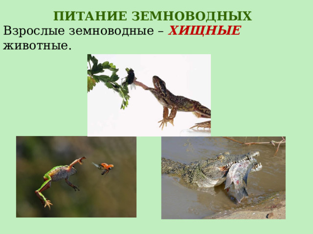 ПИТАНИЕ ЗЕМНОВОДНЫХ Взрослые земноводные – ХИЩНЫЕ животные. 