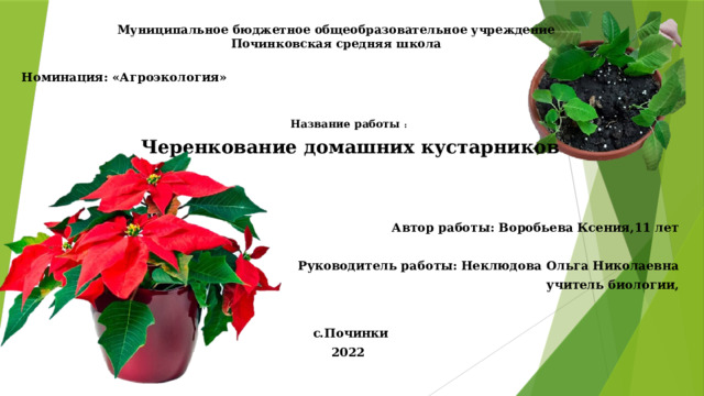 Муниципальное бюджетное общеобразовательное учреждение  Починковская средняя школа   Номинация: «Агроэкология»     Название работы : Черенкование домашних кустарников         Автор работы: Воробьева Ксения,11 лет   Руководитель работы: Неклюдова Ольга Николаевна учитель биологии,     с.Починки 2022    