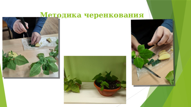 Методика черенкования 