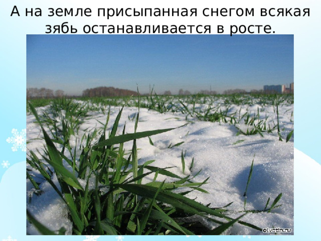 А на земле присыпанная снегом всякая зябь останавливается в росте. 
