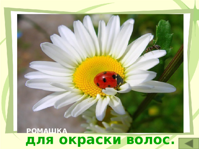 1. Белые соцветия-корзинки этого растения применяют для лечения заболеваний желудочно-кишечного тракта и для окраски волос. РОМАШКА 