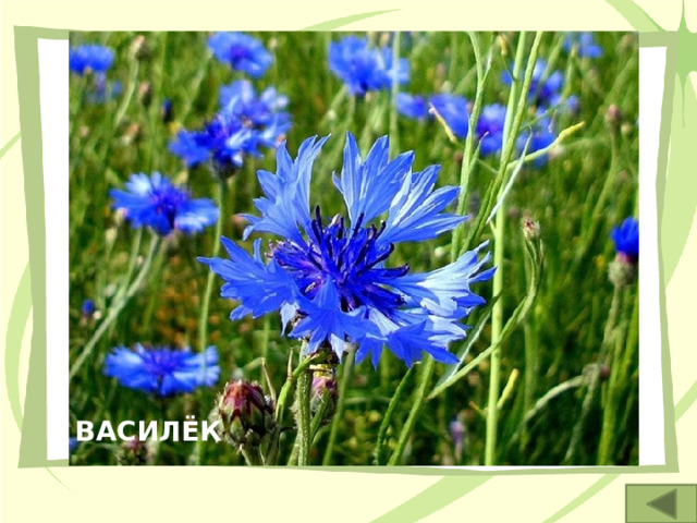 3. Этот красивый сорняк, встречающийся в посевах ржи, используется при лечении кашля. ВАСИЛЁК 