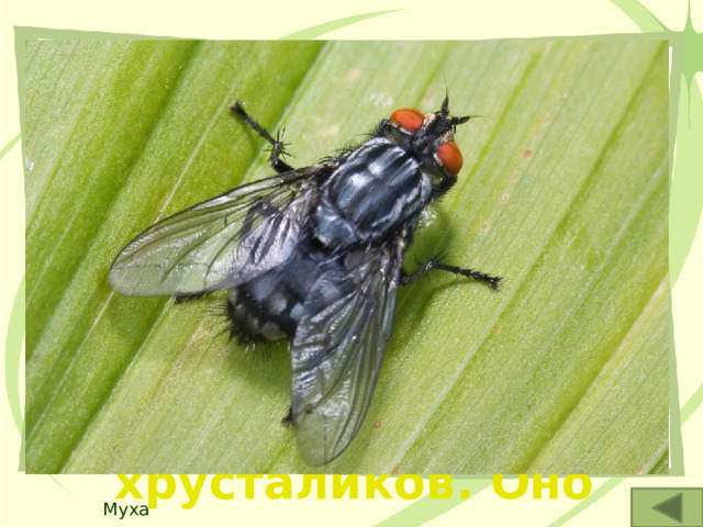 1. Это распространённое насекомое имеет почти круговое поле зрения из-за 4-х тысяч шестиугольных хрусталиков. Оно может видеть даже то, что творится сзади него. Муха 