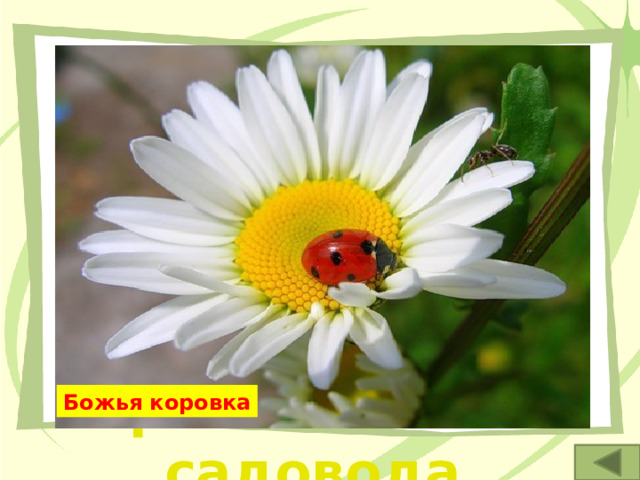2. За свою жизнь она может уничтожить несколько тысяч тлей – страшных врагов любого садовода. Божья коровка 