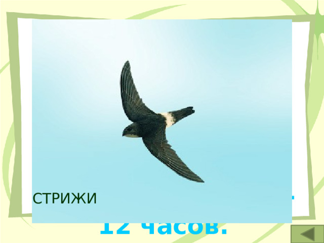 1. Эти самые быстрокрылые птицы способны перелетать пустыню Сахару без посадки за 10-12 часов. СТРИЖИ 