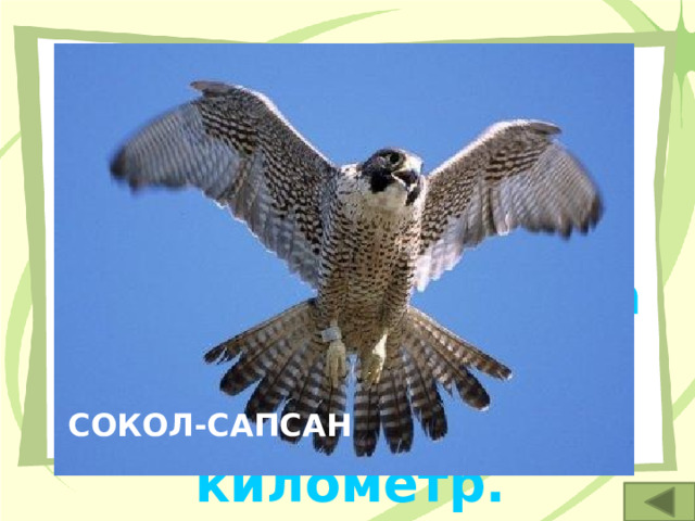 2. Утверждают, что эта хищная птица способна увидеть добычу на расстоянии, превышающем километр. СОКОЛ-САПСАН 