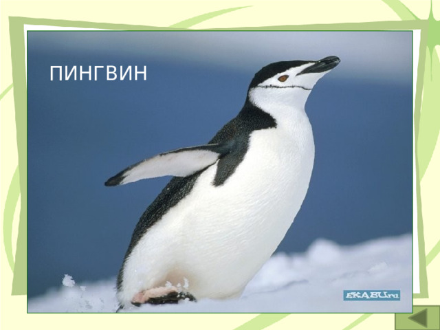 4. У этих птиц крылья покрыты не перьями, а чешуёй.   ПИНГВИН 