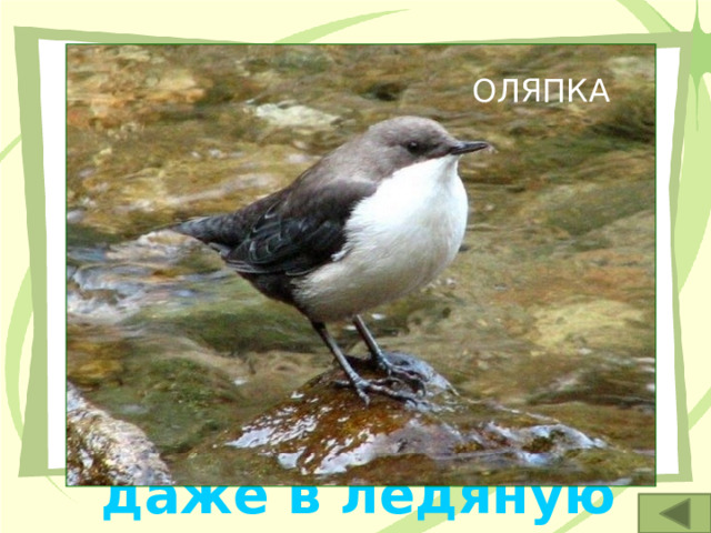 ОЛЯПКА 5. Этот водяной воробей –- настоящий водолаз: охотясь за рыбой, он способен нырять даже в ледяную воду. 