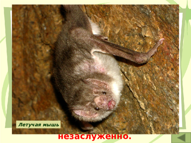 3. На земном шаре нет, пожалуй, такого существа, о котором рассказывали бы столько легенд и небылиц, как о нас. Не нравится, что темноту мы любим, что на обычных птиц и зверей не похожи. Но мы же друзья человека, а не враги Что же нам делать? Ведь такими мы уродились. Любим висеть вниз головой. А обижают нас незаслуженно. Летучая мышь 