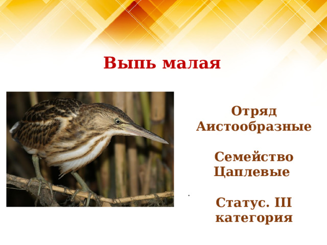 Выпь малая Отряд Аистообразные  Семейство Цаплевые  Статус. III категория   .   