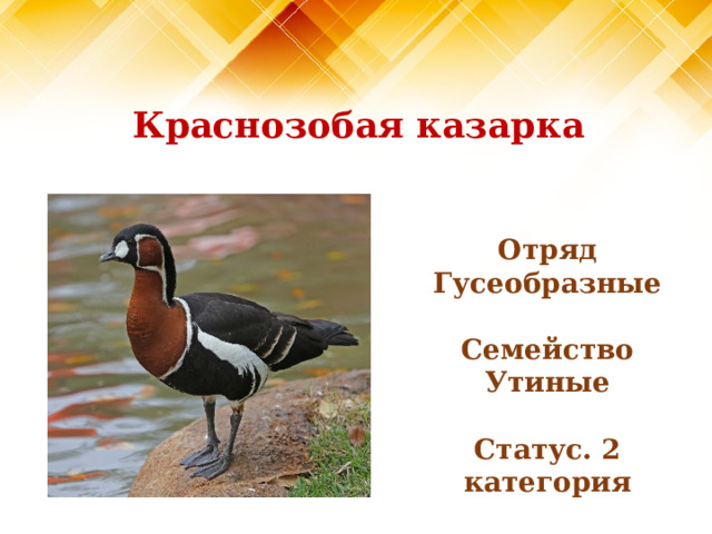 Краснозобая казарка Отряд Гусеобразные  Семейство Утиные  Статус. 2 категория 
