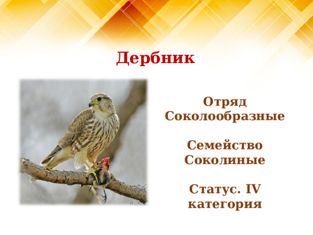 Дербник Отряд Соколообразные  Семейство Соколиные  Статус. IV категория 