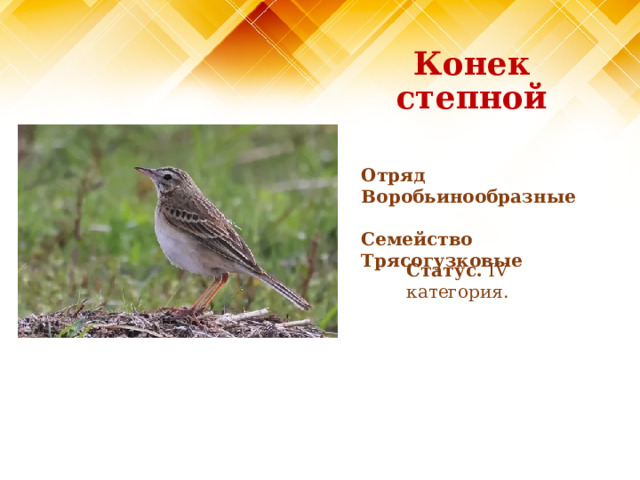 Конек степной Отряд Воробьинообразные  Семейство Трясогузковые Статус. IV категория. 