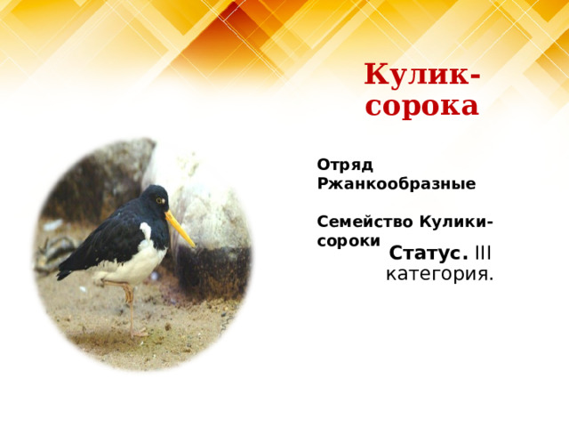 Кулик-сорока Отряд Ржанкообразные  Семейство Кулики-сороки Статус. III категория. 