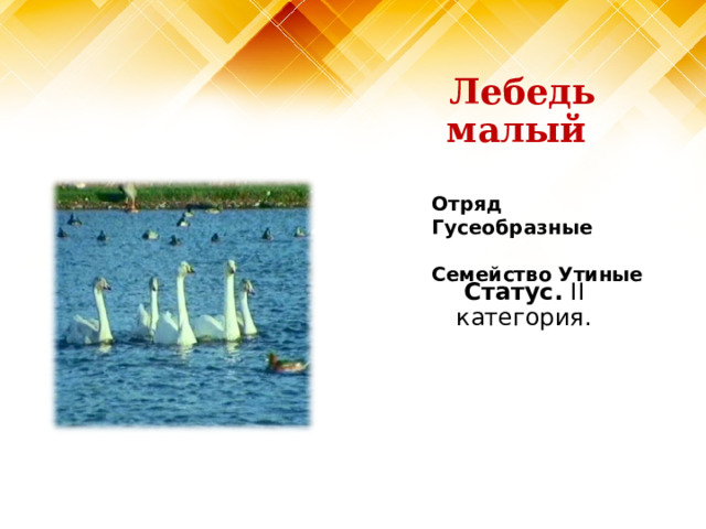 Лебедь малый Отряд Гусеобразные  Семейство Утиные Статус. II категория. 