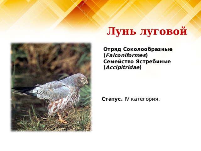Лунь луговой Отряд Соколообразные ( Falconiformes )  Семейство Ястребиные ( Accipitridae )   Статус. IV категория.   