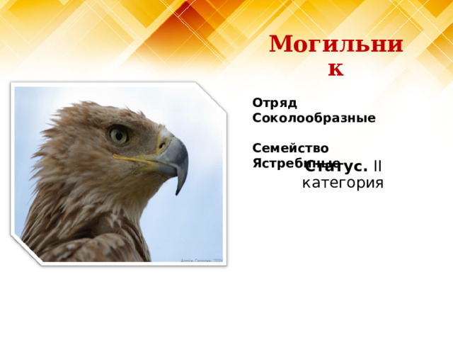 Могильник Отряд Соколообразные  Семейство Ястребиные Статус. II категория 