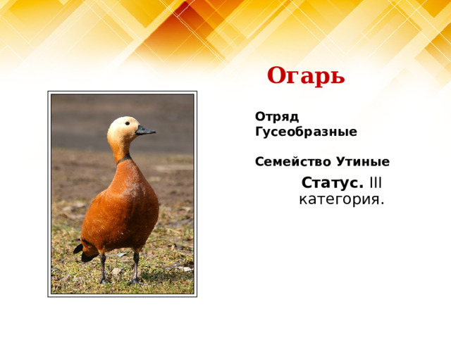 Огарь Отряд Гусеобразные  Семейство Утиные Статус. III категория. 