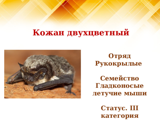 Кожан двухцветный Отряд Рукокрылые  Семейство Гладконосые летучие мыши  Статус. III категория  