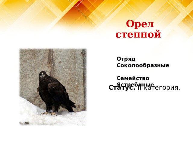 Орел степной Отряд Соколообразные   Семейство Ястребиные Статус. II категория. 
