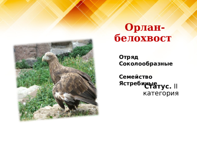 Орлан-белохвост Отряд Соколообразные   Семейство Ястребиные Статус. II категория 