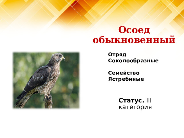 Осоед обыкновенный Отряд Соколообразные  Семейство Ястребиные Статус. III категория 