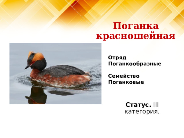 Поганка красношейная Отряд Поганкообразные   Семейство Поганковые Статус. III категория. 
