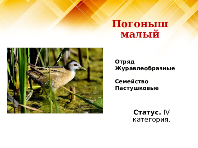 Погоныш малый Отряд Журавлеобразные  Семейство Пастушковые Статус. IV категория. 