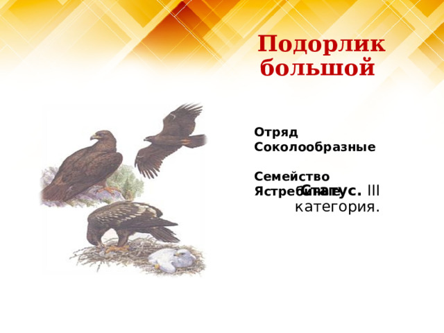 Подорлик большой Отряд Соколообразные   Семейство Ястребиные Статус. III категория. 