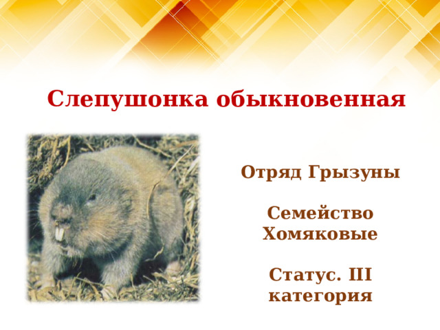 Слепушонка обыкновенная Отряд Грызуны   Семейство Хомяковые  Статус. III категория 