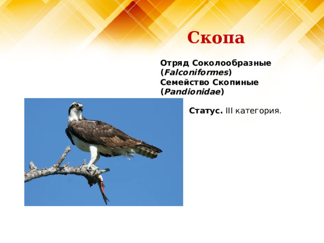 Скопа Отряд Соколообразные ( Falconiformes )  Семейство Скопиные ( Pandionidae )   Статус. III категория.   