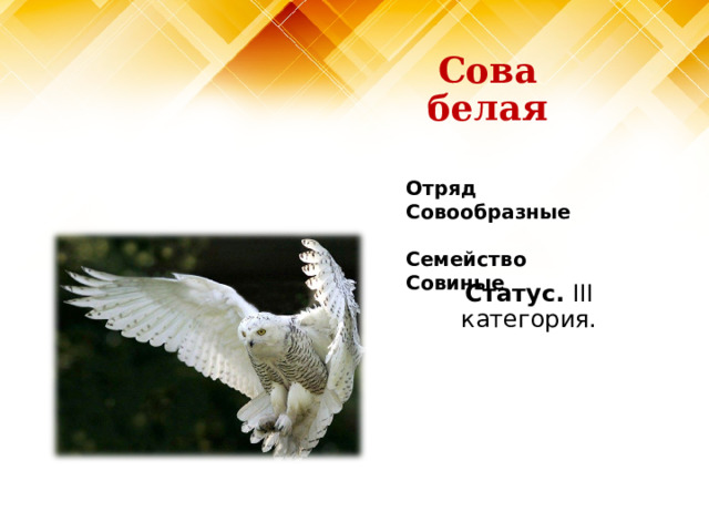 Сова белая Отряд Совообразные   Семейство Совиные Статус. III категория. 