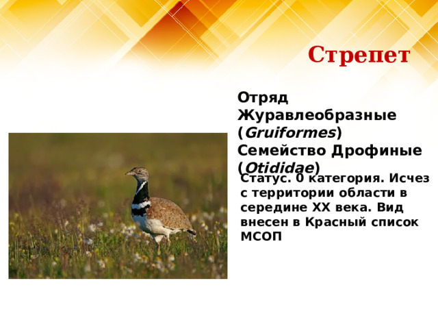 Стрепет Отряд Журавлеобразные ( Gruiformes )  Семейство Дрофиные ( Otididae )   Статус. 0 категория. Исчез с территории области в середине XX века. Вид внесен в Красный список МСОП 