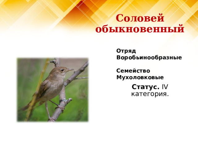 Соловей обыкновенный Отряд Воробьинообразные  Семейство Мухоловковые Статус. IV категория. 