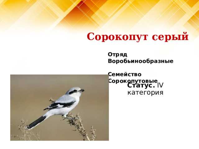 Сорокопут серый Отряд Воробьинообразные  Семейство Сорокопутовые Статус. IV категория 